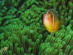 Anemonefish from Taveuni, Fiji. Canon A70 with internal f... by Brian Mayes 